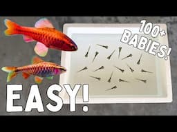 BREEDING 1000's of Cherry Barbs In a FOAM BOX!
