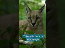 Caracal