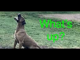 Dog training gone sideways! Boerboels x 3