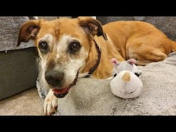 The Dog That Never Got Adopted. A Tribute to Doris
