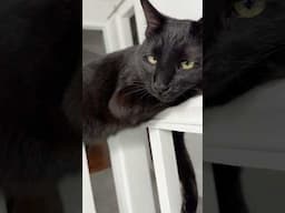 What is my cat doing?
