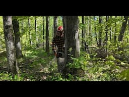 810 Felling Ash Trees. Everyday in the Forest is a Learning Experience. STIHL MS 261 Chainsaw.   4K