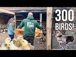 SO MANY CHICKENS! - Take a walk around the Poultry Pens