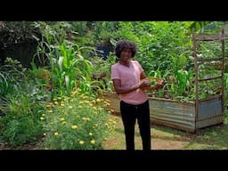 Harvesting Vegetables From Our Garden.