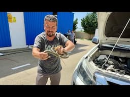 Arabaya yerleşen Yılanı aldık