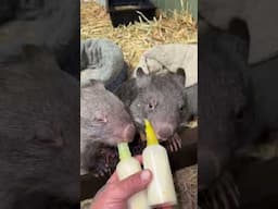 Two sleepy little wombats having bedtime cuddles 💕🐻 #wildliferescue #cuddle #sleep