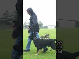 Effort Over Precision! Precision can come when there is regular practice. #dogtraining #reels