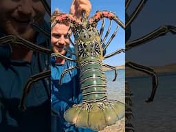GIANT CRAYFISH! Barehanded Catch