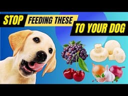 Common Foods That Could KILL Your Dog 😱
