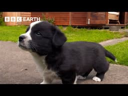 Baby Corgis Learn to Play-Fight | Wonderful World of Puppies | BBC Earth Kids