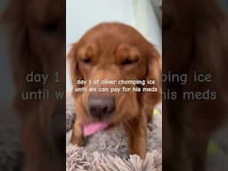 still trying to figure out what’s going on with this boy 😢 #goldenretriever #mukbang #asmr