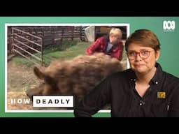 How Deadly Are Pigs? Viral Pig Moments Explained | Dr Ann Jones