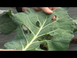Fall Crops: Turnips and Collard Greens | Volunteer Gardener