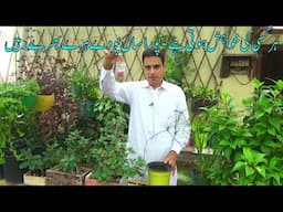 How to keep my garden looking lush and green year-round