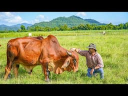 Homesteading in Australia... My Journey to Self Sufficiency (Farm Tour)