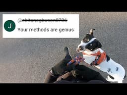 Training a Reactive Dog That Pulls on Leash: Louie Update