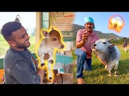 Buying World’s Smallest Cow 😍🐄 ​⁠​⁠​⁠@NadipathyMiniMicroNanoCows