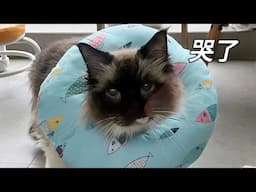 【直播】四只猫因感染猫癣被隔离，都委屈巴巴的｜李喜猫