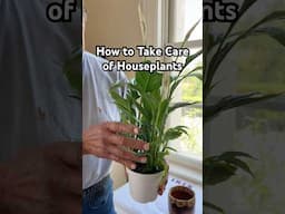 How to Take Care of Indoor Houseplants (Spathiphyllum Peace Lily) #gardening #plants #bonsai #shorts