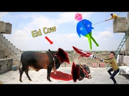 Kite Vs Nasir Eid Cow Qurban