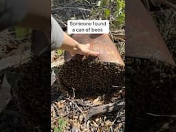 Saving a Can of Bees!