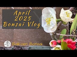 Second Week of April 2025 - Bonsai Vlog - Baikoen Bonsai