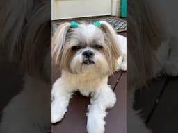 Cutest Shih Tzu’s Ultimate Fresh Air Relaxation 🌬️😴 #shorts #shihtzu