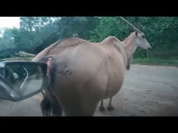 Funniest Videos Animals 🐧 - Best Of The 2024 Funny Animal Videos P3