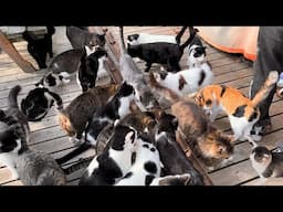 Japan's Must Visit Cat Islands Four Picks🐈