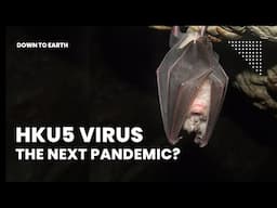 HKU5 Virus: The Bat Coronavirus That Could Infect Humans Next