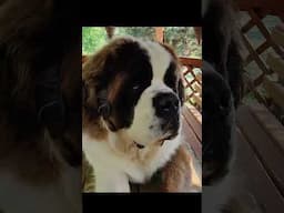 Saint Bernards family :) #saintbernards