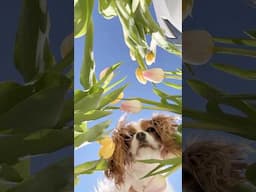 Spring is here! Dogs and tulips is a yes #cavalierkingcharles #spring #photoshoot