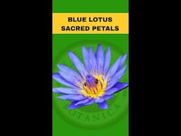 The Sacred Petals