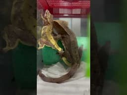 Crested gecko mating #オウカンミカドヤモリ #크레스티드게코