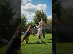 10 Lies About German Shepherds...