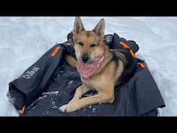 A New Outdoors Airbed For Your Dog! OuTask Jessigo Outdogs Airbed