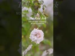 Watch Now: A new film about our rose preservation efforts