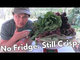How I Keep Lettuce Crisp for Years (and Preserve My Garden Harvest!)