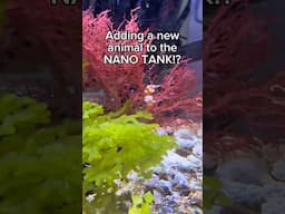 Putting something NEW in my nano tank!!