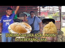 DURIAN SAKURA ASAL JAWA DI SEBERANG JAYA PENANG, DURIAN BALIK PULAU, DURIAN LONGGOK TEPI JALAN.