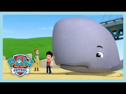 Pups Saves A Wiggly Whale | Paw Patrol | Wildbrain Little Jobs