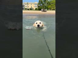 My puppy Daisy swimmin for the first time 😊 My proudest and happiest day 🥰