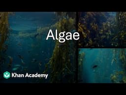 Algae - Intro | Plant Kingdom | Grade 11 | Biology | Khan Academy