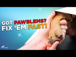 7 Common Dog Paw Issues and What to Do About Them