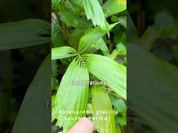 The Perfect ‘Bow’ Shaped Palm Leaves of Reinhardtia gracilis