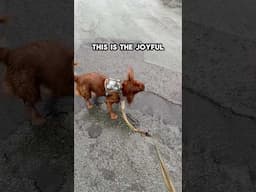 Are dogs good? #pets #spaniel #cavalierkingcharlesspaniel #cutedogs #PetCare #puppy #funny #silly