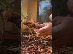 Turmeric harvest from my garden