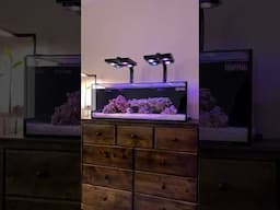 New reef setup is going to be baller 🪸