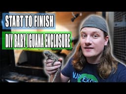Building a Baby Iguana Enclosure!