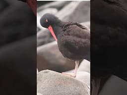Black oystercatcher preening